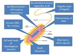 Prokaryotes - OCR AS/A Level Biology
