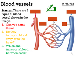 Blood vessels - complete lesson (GCSE 1-9) | Teaching Resources