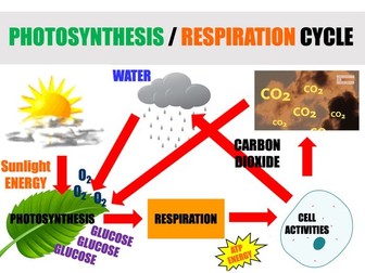 Comparing Respiration and Photosynthesis