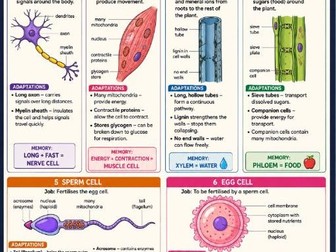 Cells Specialisation