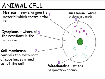 KS3 Movement and Cells Revision Lesson