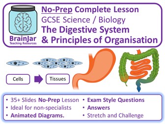 Digestive System & Principles of Organisation