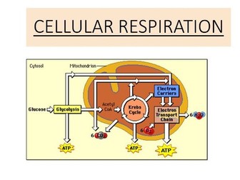 Aerobic Respiration (Unit 4 - 2018 curriculum)