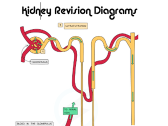 AQA A Level Biology Kidney Revision Diagrams