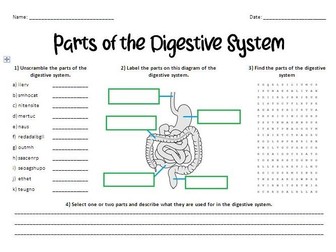 Parts of the Digestive System Worksheet