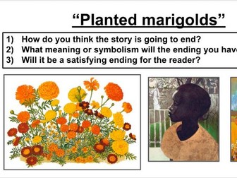 Short Story Mini-Unit - Marigolds - Year 8 or 9
