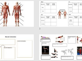 Muscular Contraction Worksheets