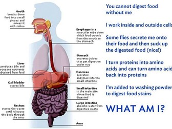 GCSE 9 - 1 Biology key concepts - CB1e Enzymes & nutrition