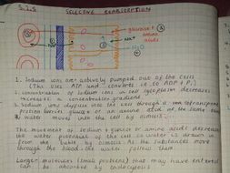 OCR A Level- Biology A Revision Notes