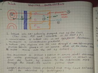 OCR A Level- Biology A Revision Notes