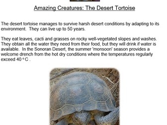 The Desert Tortoise