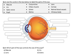 Structure of the Human Eye - Worksheet | Distance Learning | Teaching ...