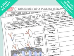 A Level Biology: Cell Membrane Structure Worksheet by beckystoke