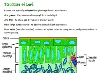 Year 8 Biology Cambridge Checkpoint Revision Notes