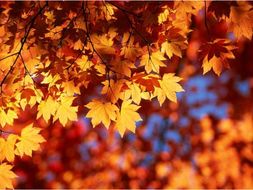‘Ode to Autumn’ PPT - John Keats