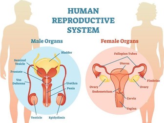 Human reproduction