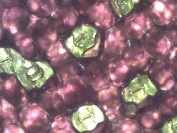 New practical to look at stomata. You will never use nail varnish again ...