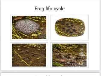 Frog life cycle