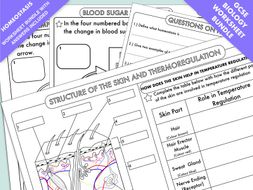 GCSE Biology: Homeostasis Worksheet Pack | Teaching Resources