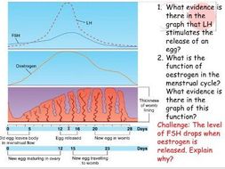 Hormones in the menstrual cycle