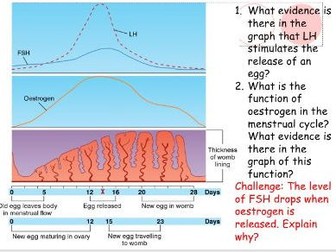 Hormones in the menstrual cycle