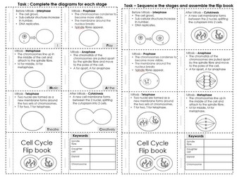 Cell Cycle (Mitosis) Flip book EDEXCEL