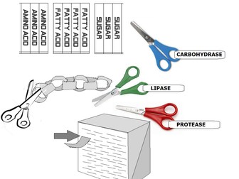 Enzyme Activity in Small Intestine - Simple Model to build. Class activity