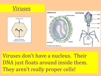 Viruses [Identifying Organism Year 7]