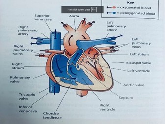 GCSE PE: Lesson 12: Cardiovascular system