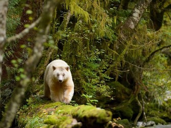 What is an Ecosystem?