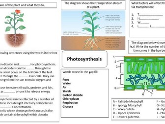 KS3 science photosynthesis revision mind map