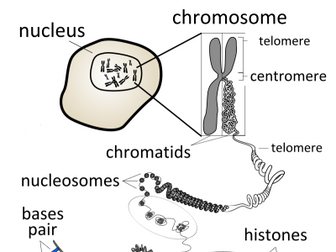 IGCSE Edexcel Biology chapter 17 revision notes