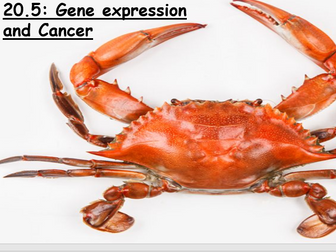 AQA a-level Biology: 20.5 Gene expression and cancer