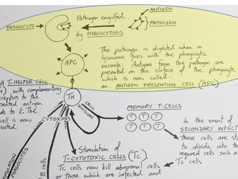 Cell Mediated Immunity: lesson 2 Immunity (Including overview diagram)