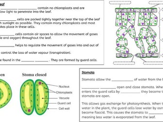 Topic 6 - Plant structures and their functions  Revision Mat