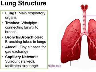 AS Biology - Gas Exchange and Lung Structure