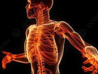 Unit 4 OCR Anatomy and physiology LO4 musculoskeletal