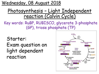AQA A level Biology - Light Independent reaction of photosynthesis