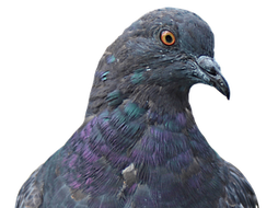 PROSE: PIGEON ENGLISH - STEPHEN KELMAN - Chapter 1, 2 (6 PAGES)