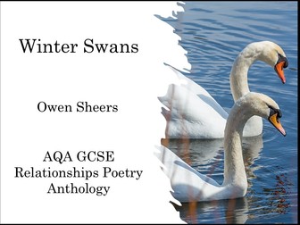 Winter Swans