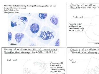 PAG 1.1-Mitosis Biological Drawings OCR A