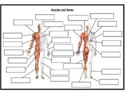 GCSE PE – AQA (9-1) – Combined Bones and Muscles Worksheet (With ...