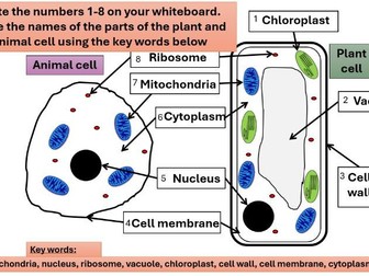 Plant and Animal Cells lesson