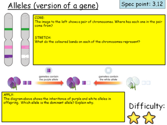 Edexcel (9-1) topic 3 (Genetics) revision cards