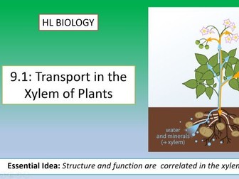 IB Biology HL Unit 9.1: Transport In Xylems of Plants