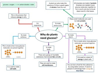 GCSE Biology - Uses of Glucose in Plants Card sort