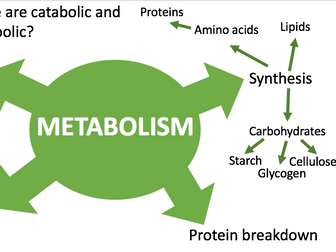 Metabolism Lesson and Questions GCSE