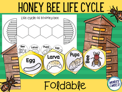 Honey bee life cycle foldable craft | Teaching Resources