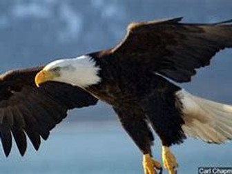 KS4 unseen / KS3 poetry 'The Eagle'