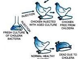 louis pasteur experiment on chicken cholera